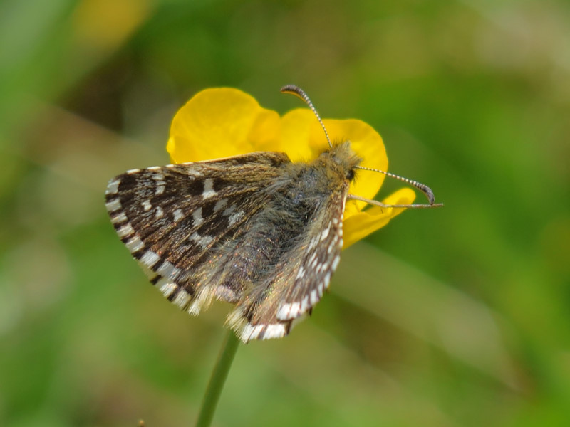 Pyrgus cfr. andromedae, Hesperiidae